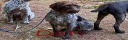 German Wirehaired Pointer dogs for sale: KC Registered German Wirehaired Pointer Puppies - Advert 14