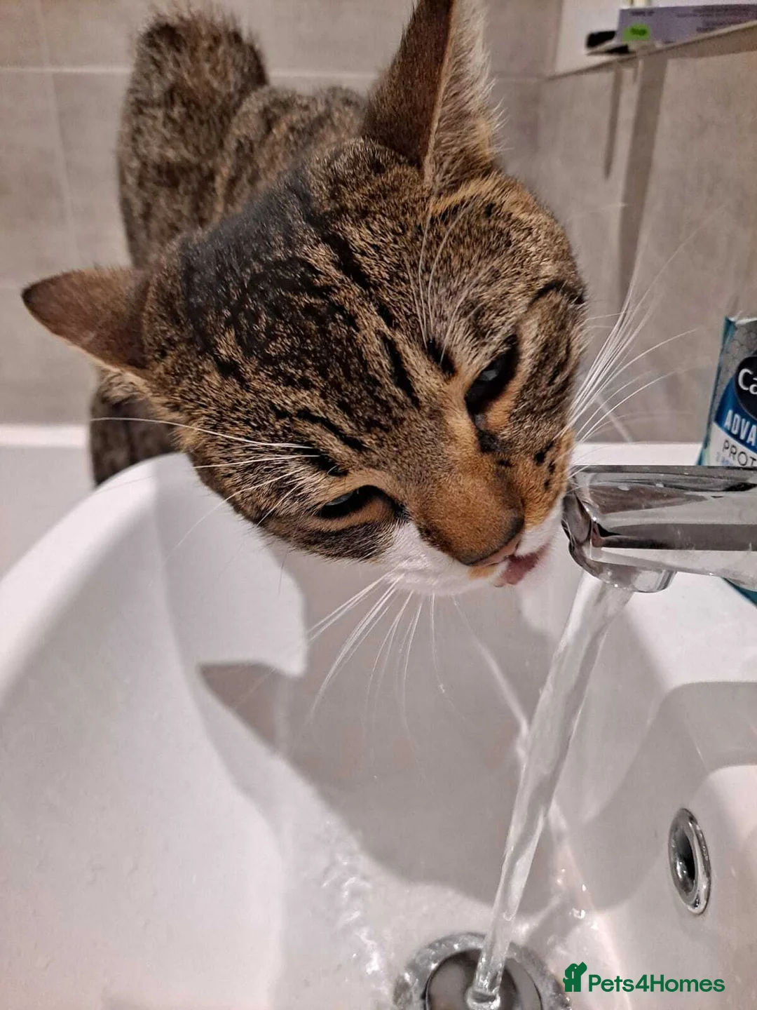 Mixed Breed cats for sale: Sadly rehoming our tabby cat - Advert 4