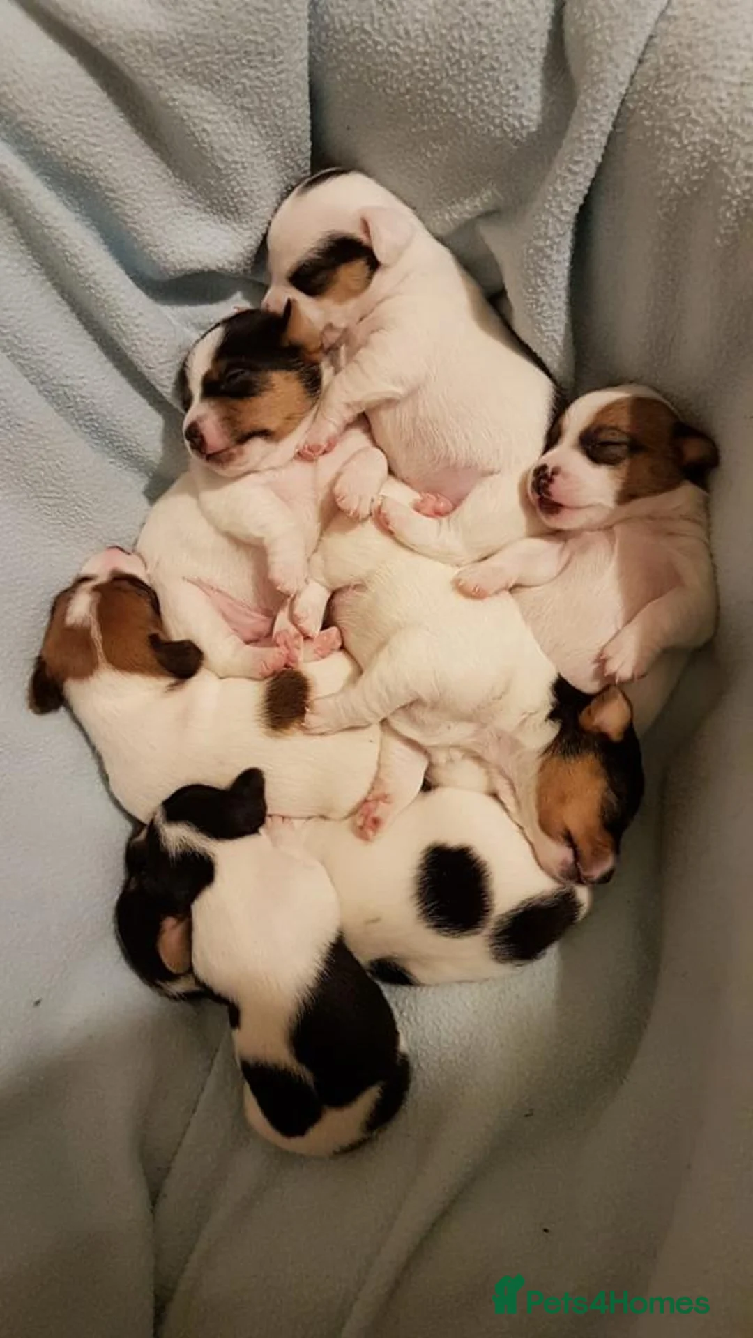 Jack Russell dogs for stud: Proven Short leg mini Jack Russell for stud in Gloucester - Advert 19