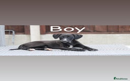 Lurcher dogs for sale: ⭐️beautiful lurcher puppy’s  - Image 12