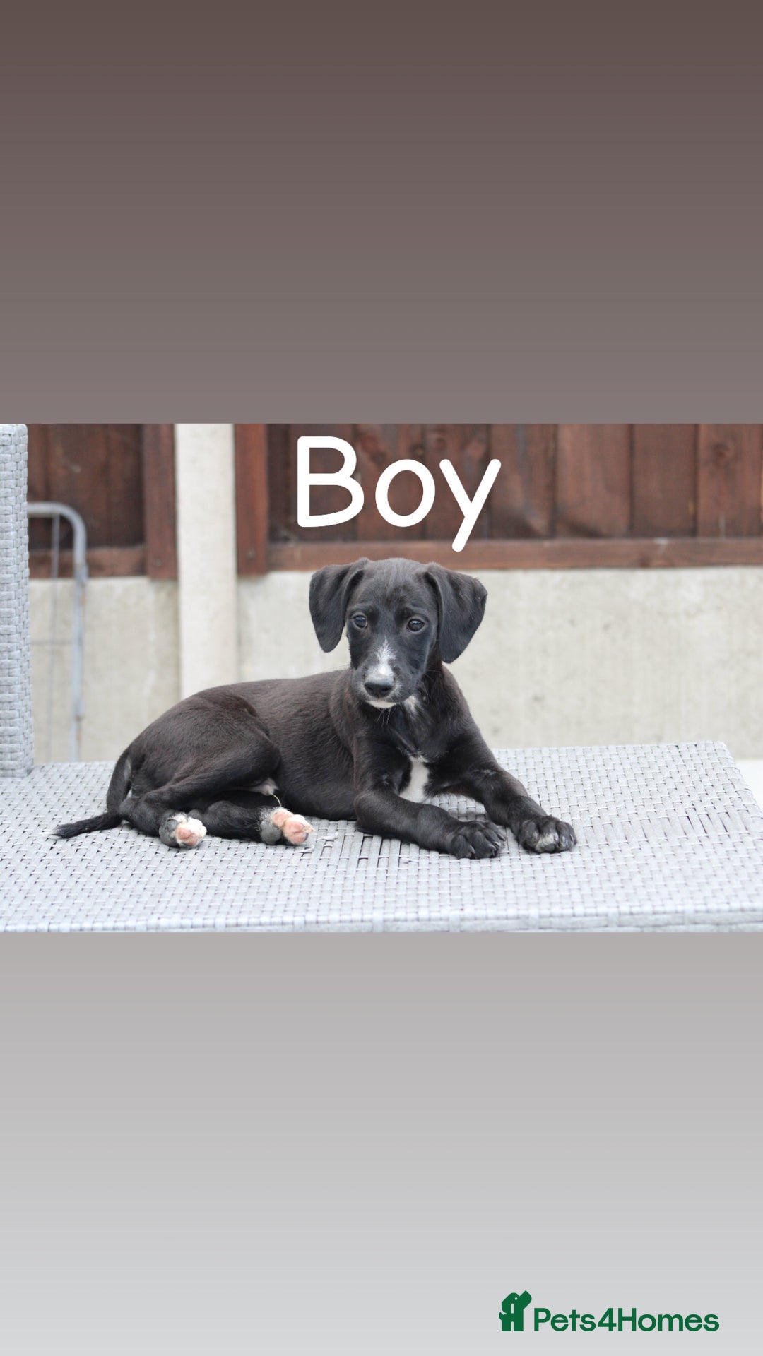 Lurcher dogs for sale: ⭐️beautiful lurcher puppy’s  - Image 12
