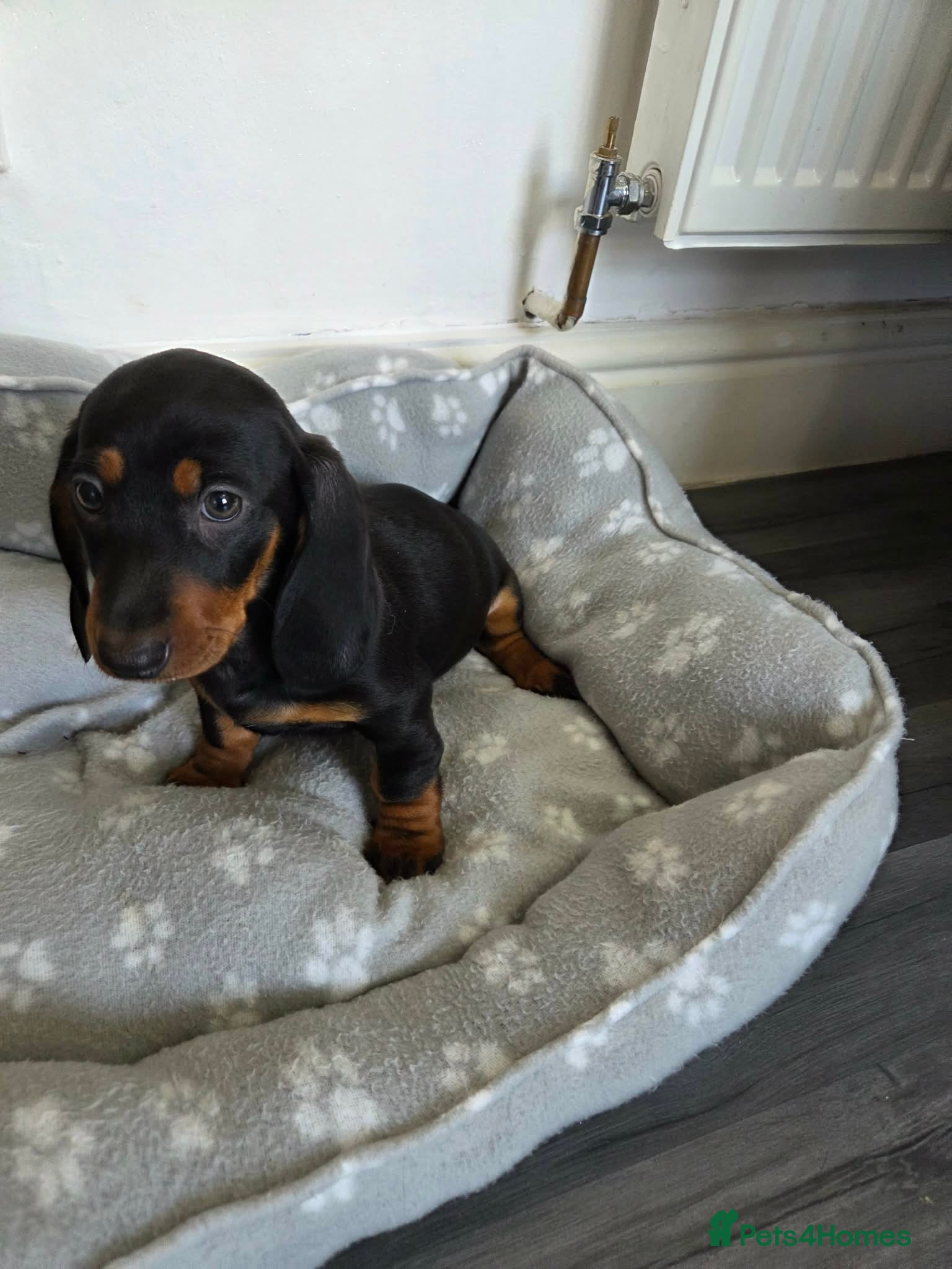 Dachshund dogs Miniature Dachshund puppy - Advert 11