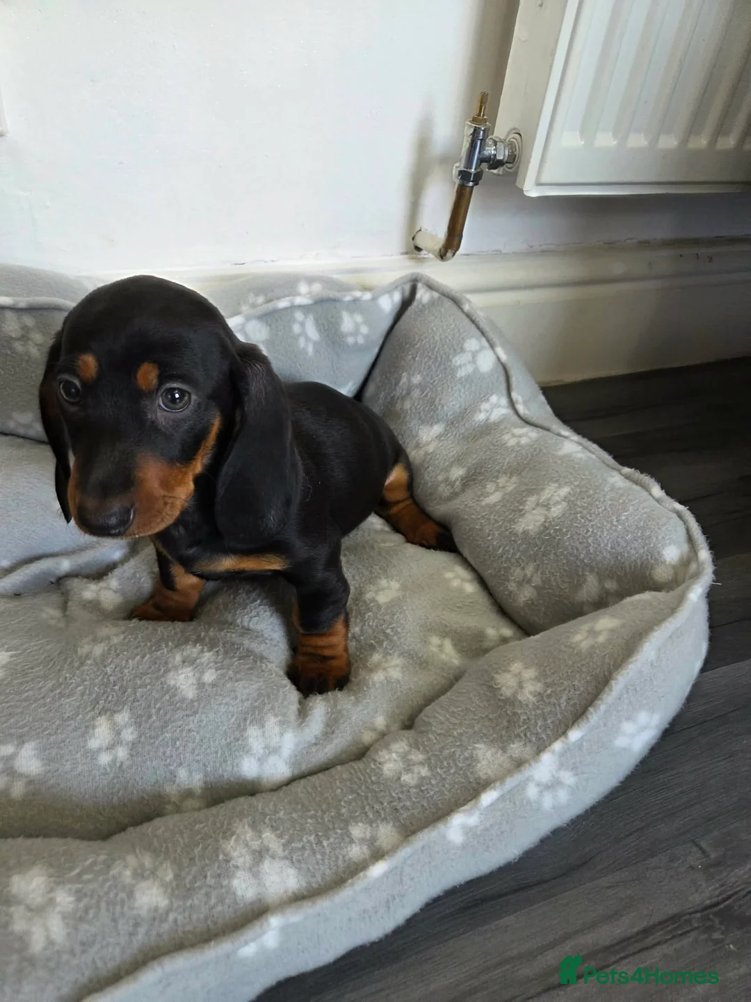 Dachshund dogs for sale: Miniature Dachshund puppy in Nelson - Advert 1