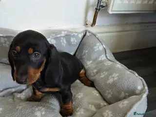Dachshund dogs Miniature Dachshund puppy - Advert 11