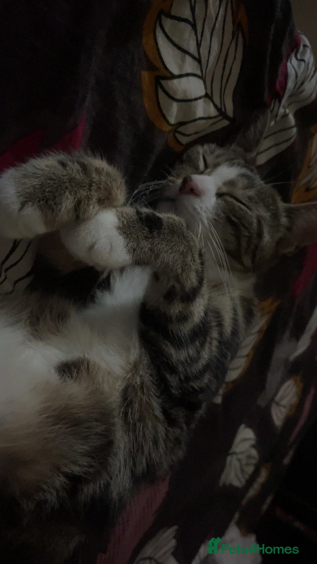 American Shorthair cats for sale: 2 year old American shorthair girl- spayed in Slough - Advert 6