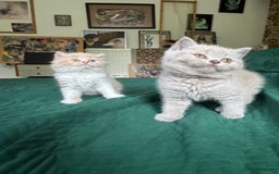 British Shorthair cats for sale: Beautiful litter of British short hair kittens - Image 2