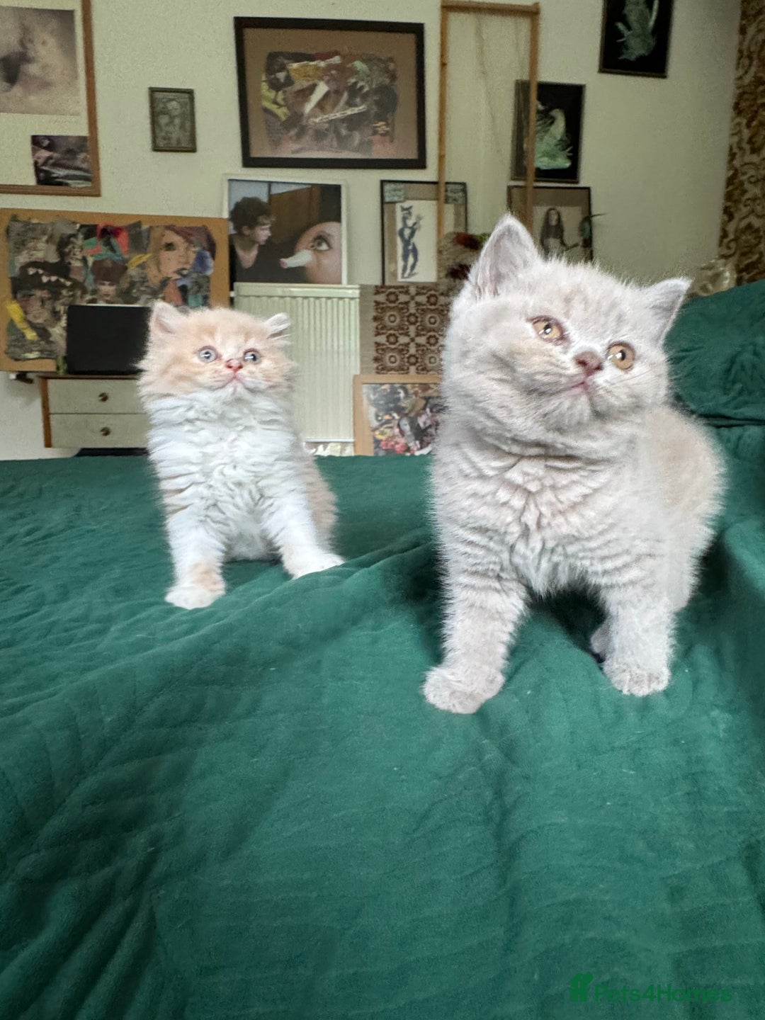 British Shorthair cats for sale: Beautiful litter of British short hair kittens - Image 2