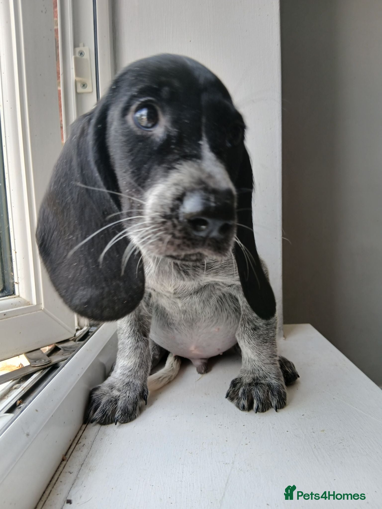 Mixed Breed dogs KC Basset Hound x KC German Shorthaired Pointer  - Advert 2