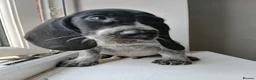 Mixed Breed dogs for sale: KC Basset Hound x KC German Shorthaired Pointer  - Advert 2