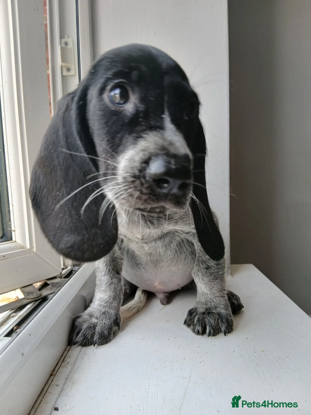 Mixed Breed dogs for sale: KC Basset Hound x KC German Shorthaired Pointer  - Advert 2