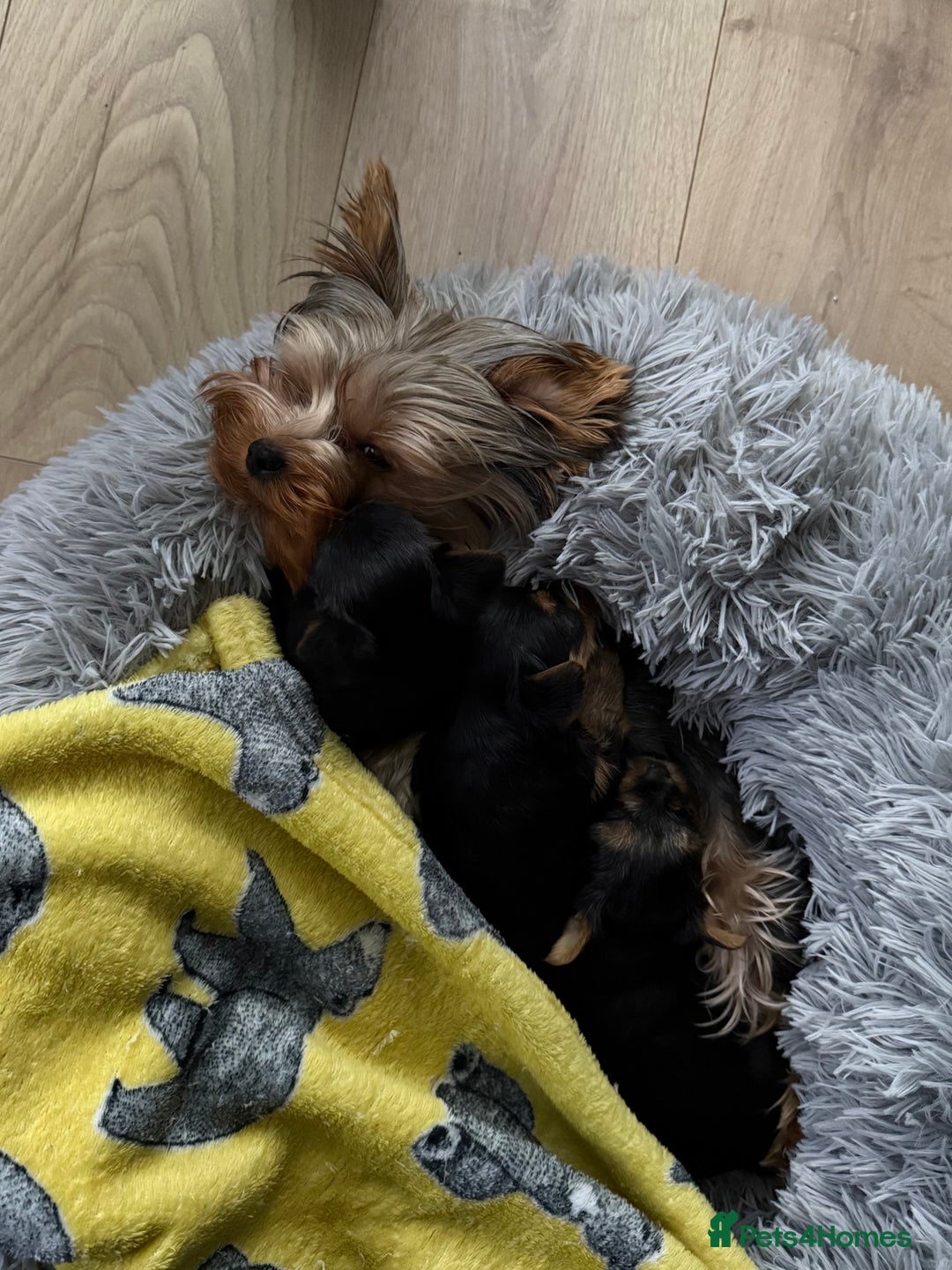 Yorkshire Terrier dogs for sale: Yorkshire Terrier Puppy – Boy - Advert 3