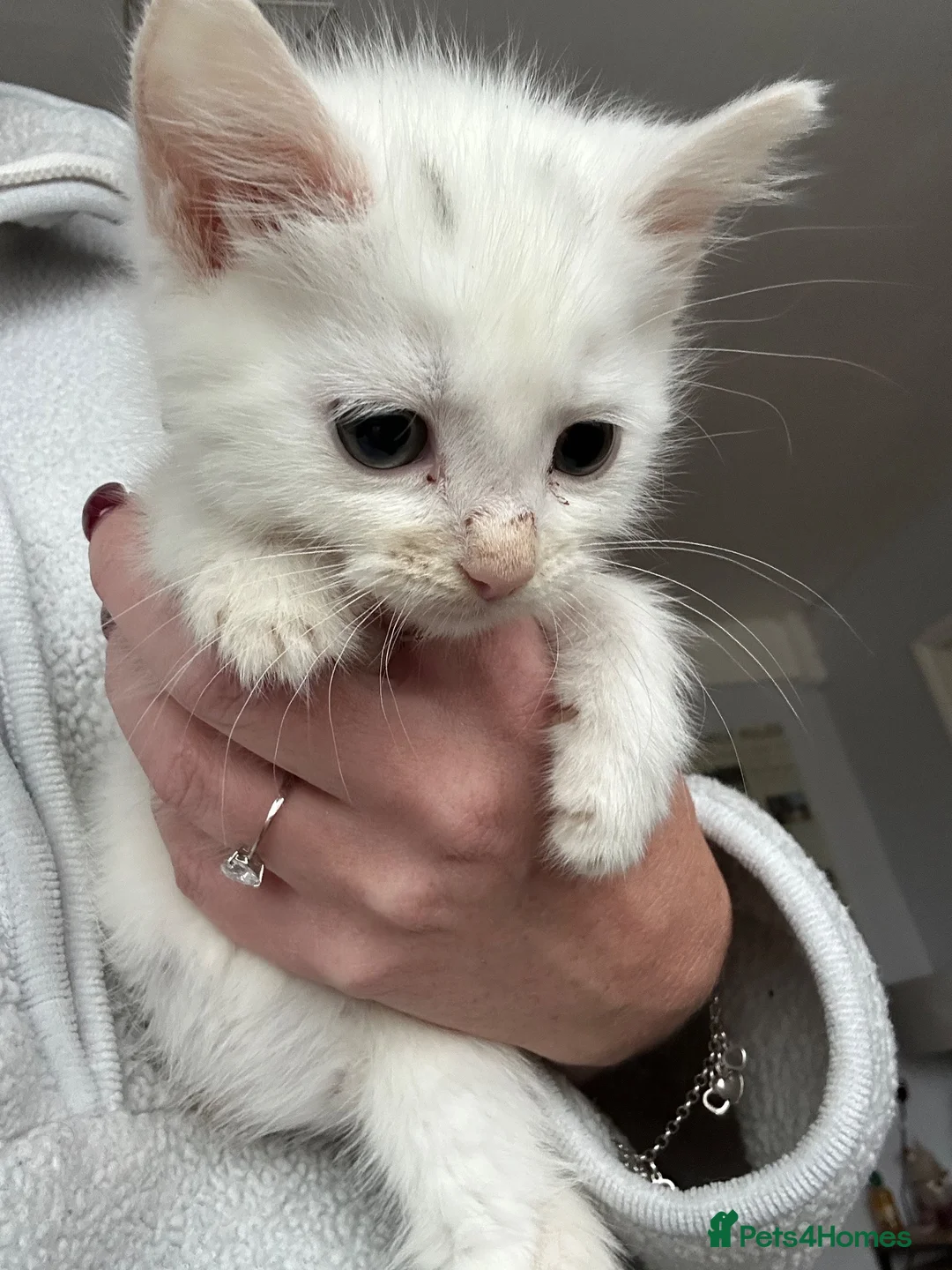 Mixed Breed cats for sale: Mixed breed kittens - Advert 2