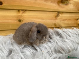 Mini Lop rabbits - Advert 3