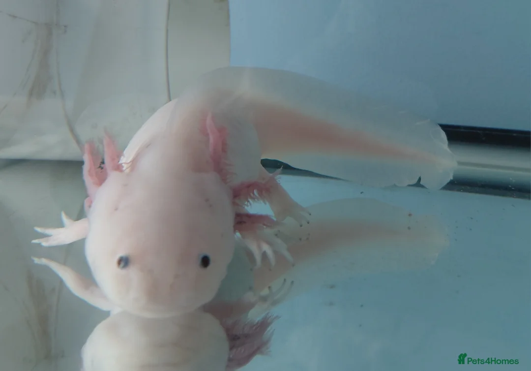 Axolotl reptiles for sale: 3 year old Female axolotl  - Advert 4