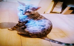 Bengal cats for sale: Cute bengal cat  - Image 2
