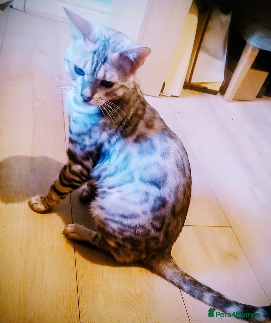 Bengal cats for sale: Cute bengal cat  - Image 2