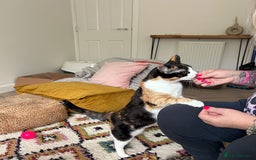 Domestic Shorthair cats for sale: Sister cats to be rehomed together! Friendly girls - Image 8