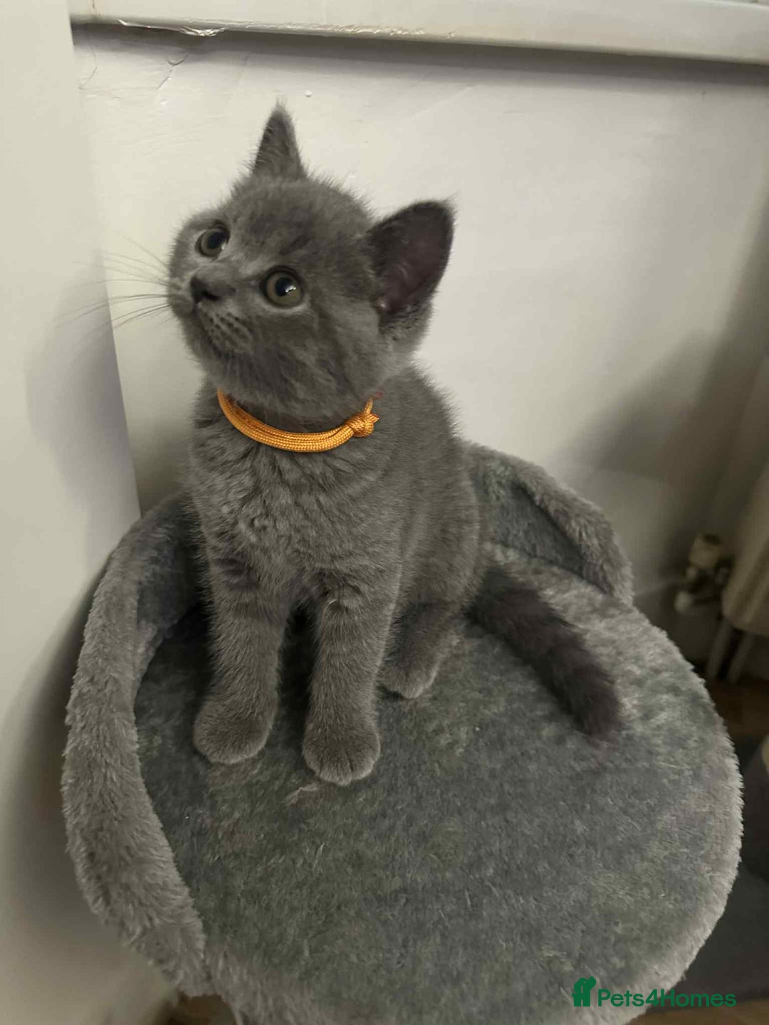 British Shorthair cats for sale: Shorthair Kittens for Sale - Champion Bloodline - Image 4