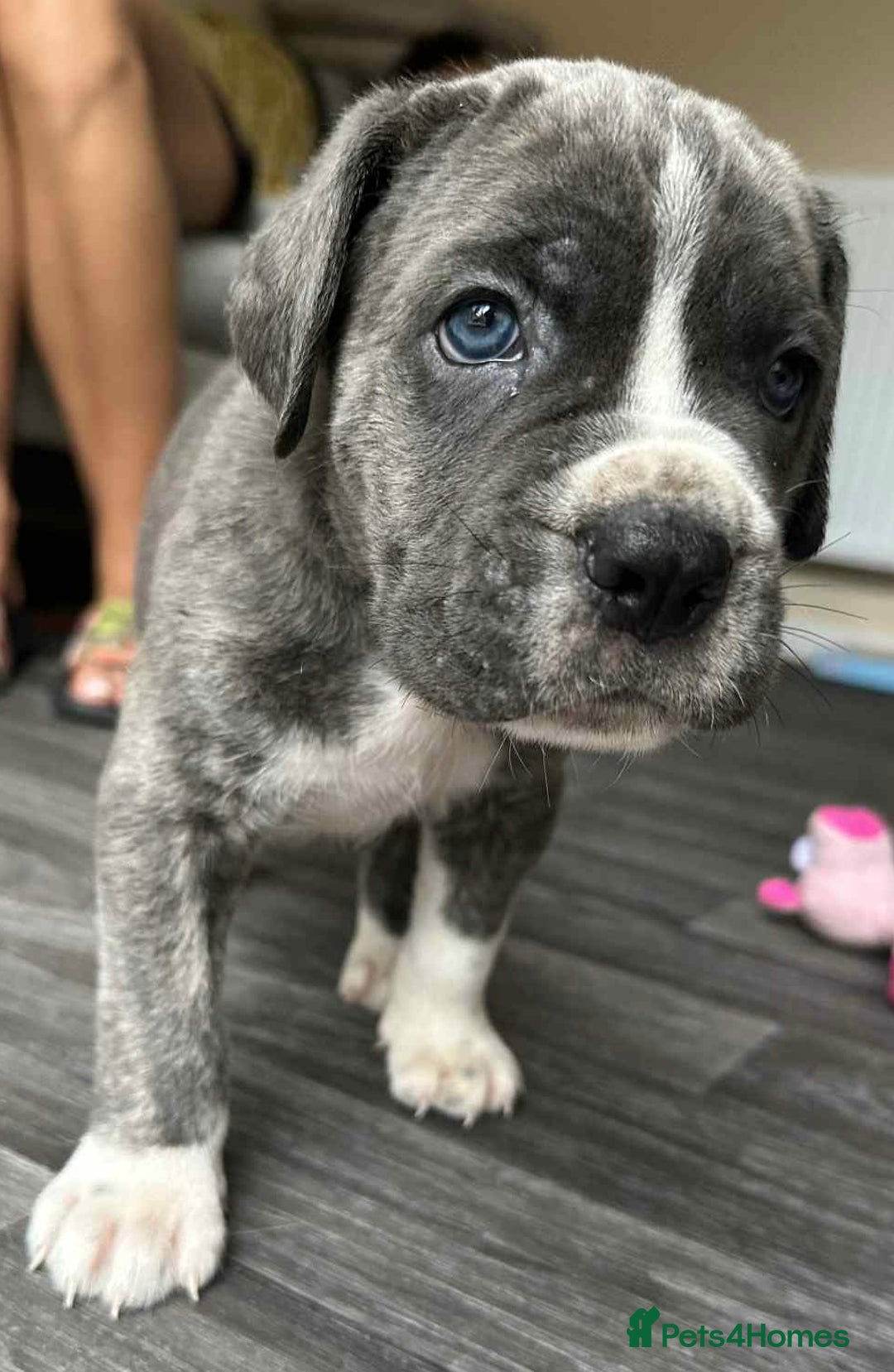 Cane Corso dogs for sale: Purebred Cane Corso puppies  - Image 18