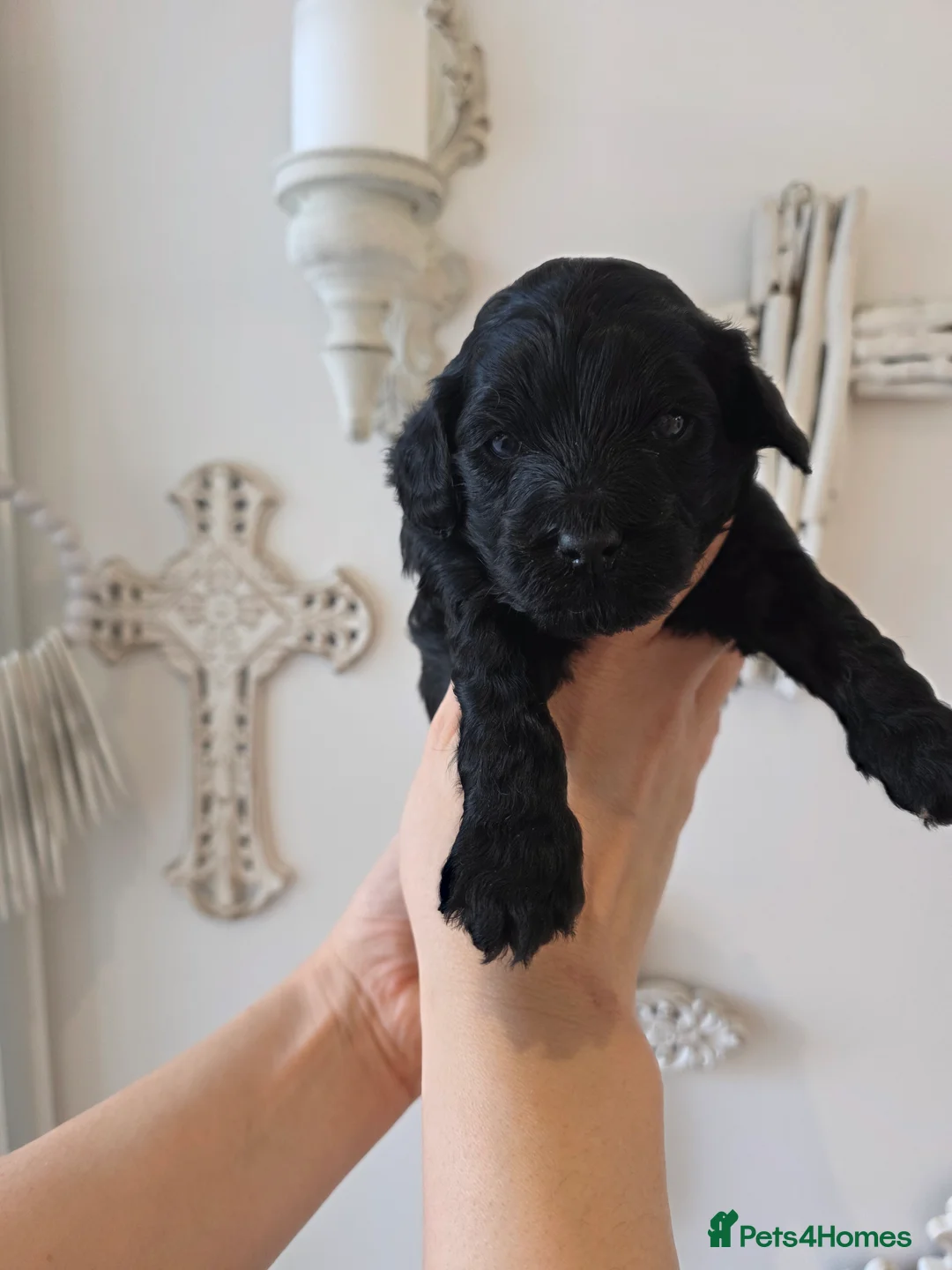Cavapoo dogs for sale: Beautiful f1b cavapoo boys - Advert 8