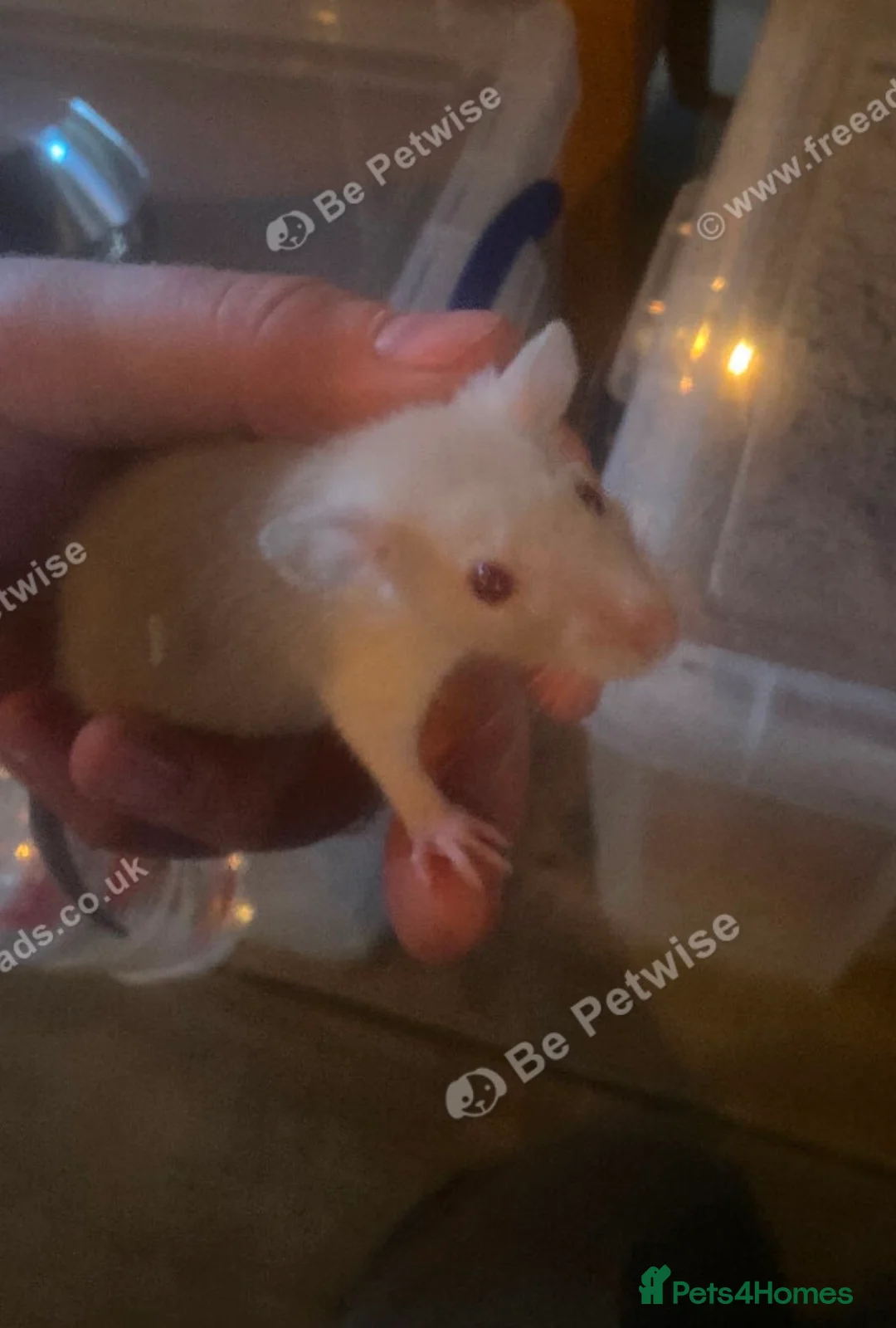 Rat rodents for sale: Male and female rats ready for their forever home  in Wigan - Advert 2