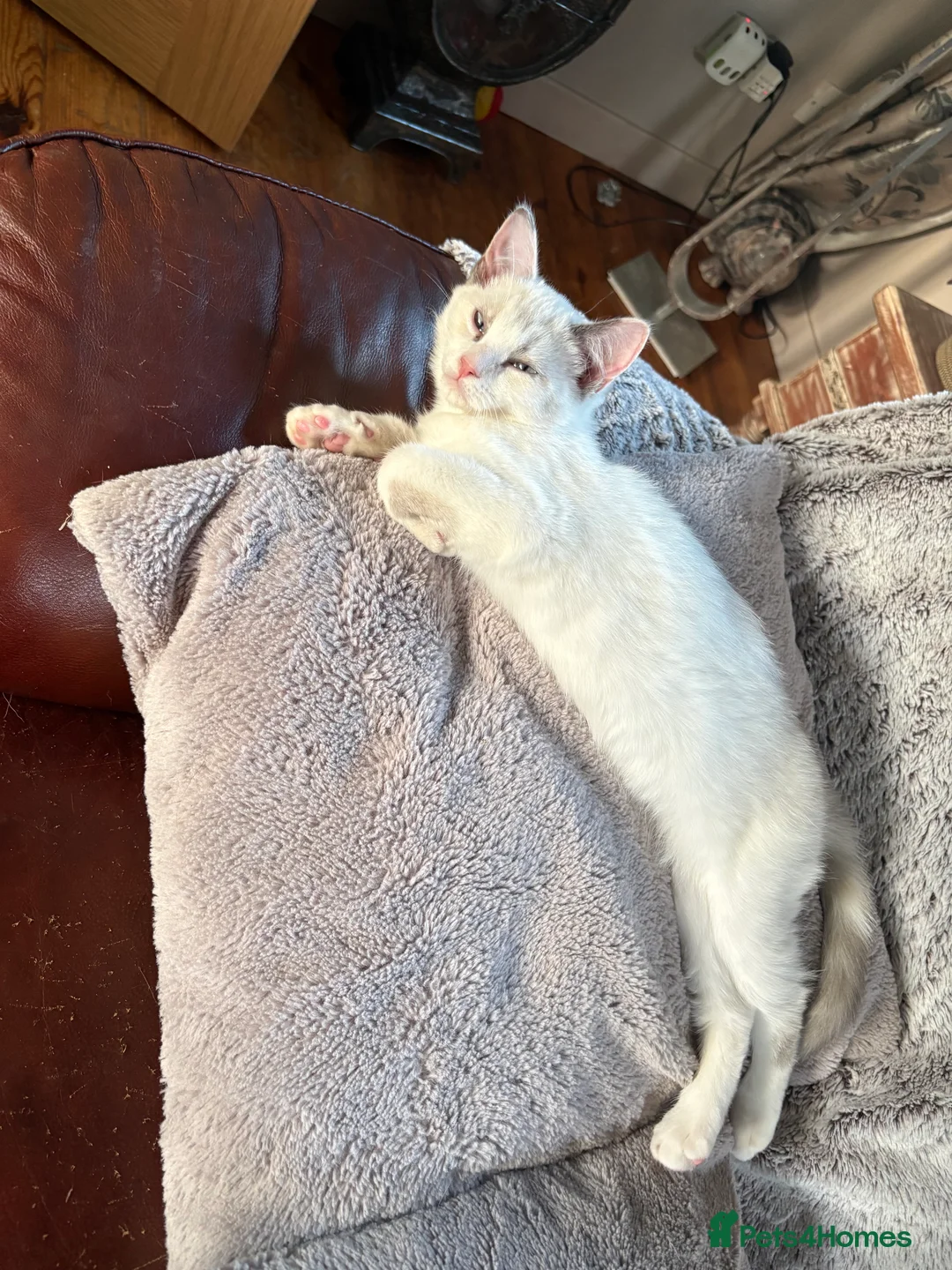 Mixed Breed cats for sale: Gorgeous Half Ragdoll Kitten  - Advert 4