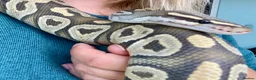 Python Snake reptiles for sale: Ball pythons looking for new home  - Advert 15