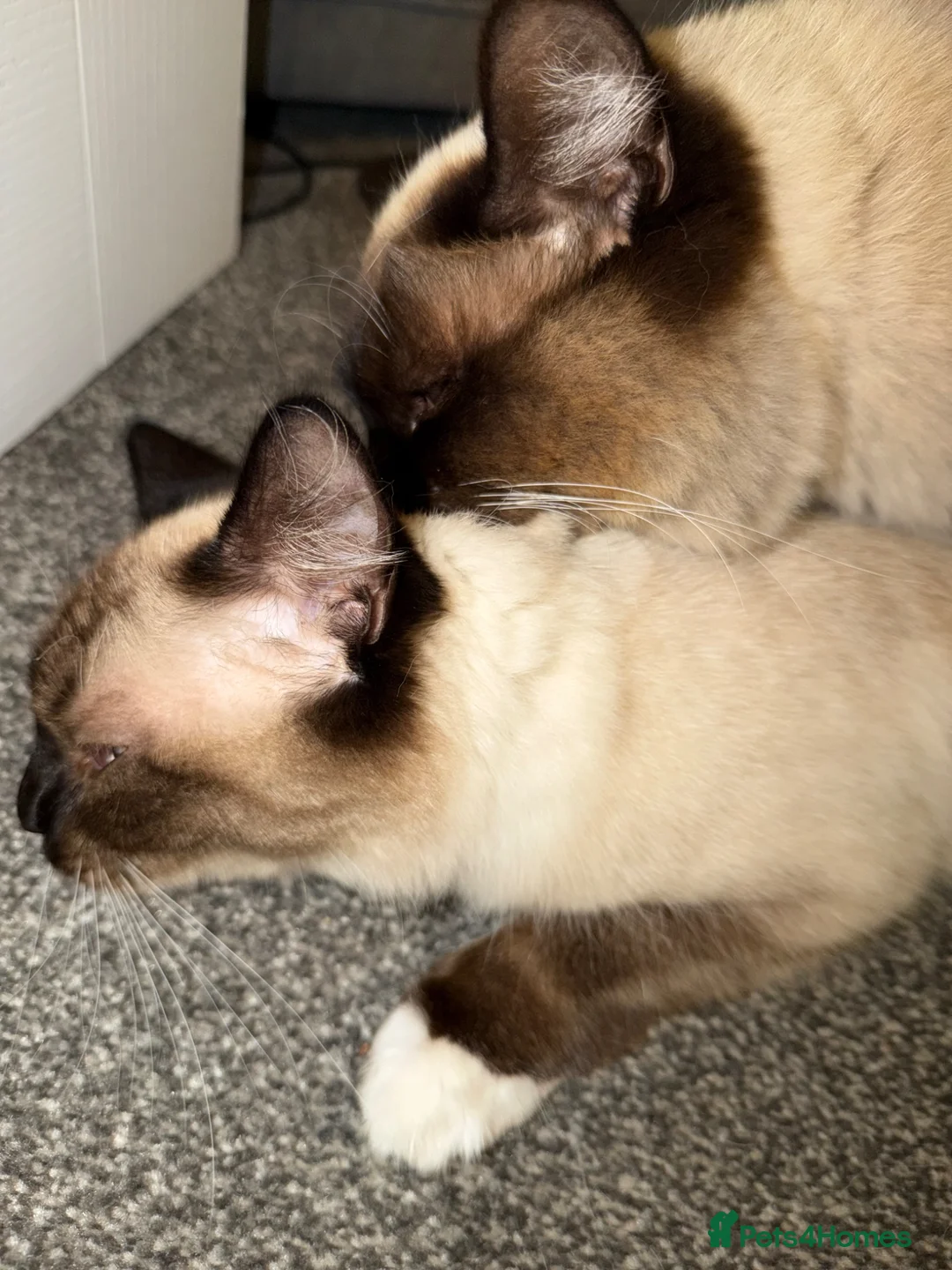 Ragdoll cats for stud: Nimbus avaliable for stud! - Advert 2