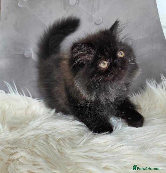 Persian cats Persian Kittens - Advert 1