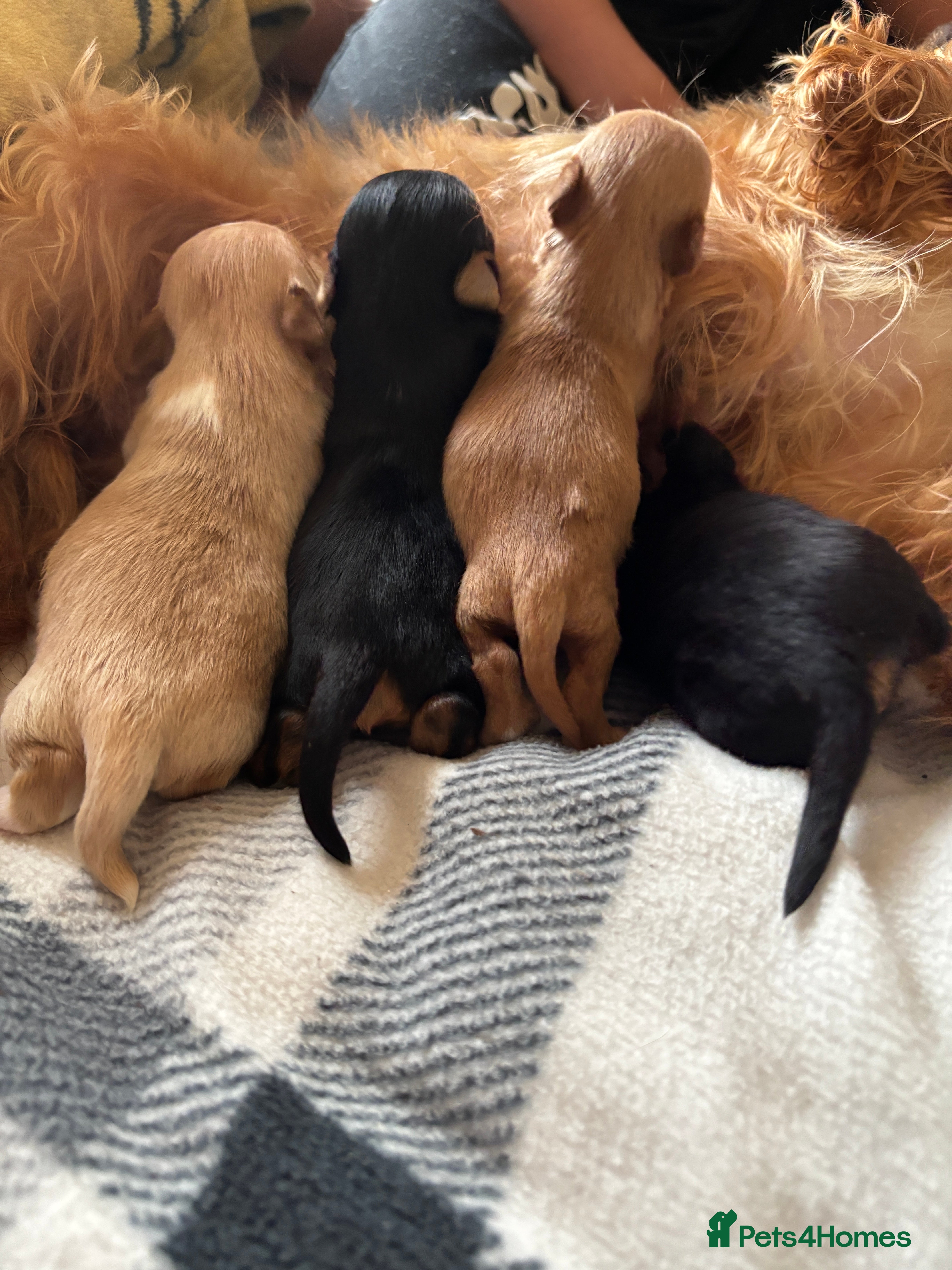 Yorkshire Terrier dogs Gorgeous Yorkshire terrier puppies - Advert 1