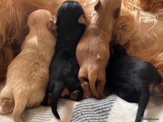 Yorkshire Terrier dogs Gorgeous Yorkshire terrier puppies - Advert 14