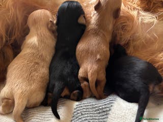 Yorkshire Terrier dogs Gorgeous Yorkshire terrier puppies - Advert 1