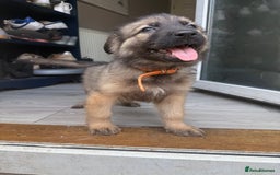German Shepherd dogs for sale: READY NOW! German Shepherd x Belgian Malinois - Image 20