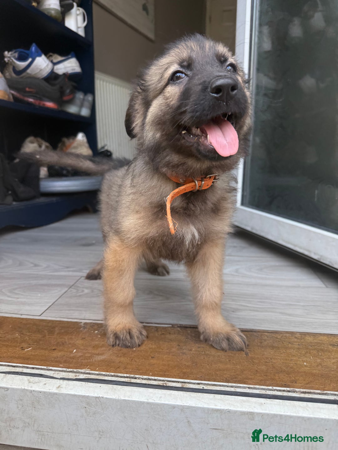 German Shepherd dogs for sale: READY NOW! German Shepherd x Belgian Malinois - Image 20