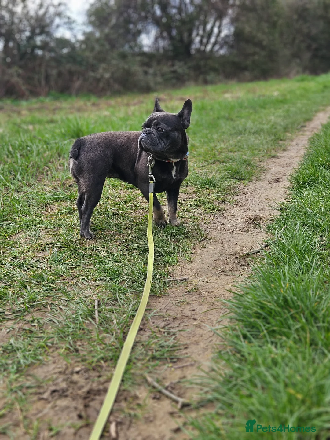French Bulldog dogs for sale: Little frenchie female  - Advert 2