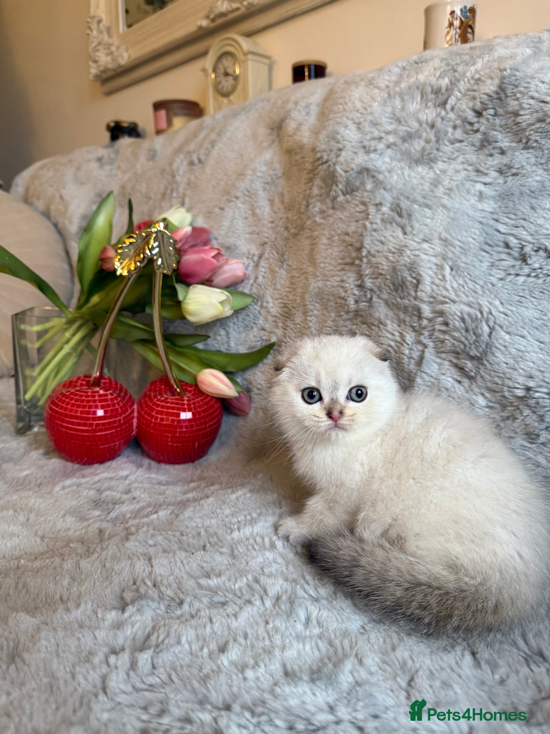 Scottish Fold cats for sale: *LUXURY SCOTTISH FOLD & 1 STRAIGHT KITTENS* - Advert 21