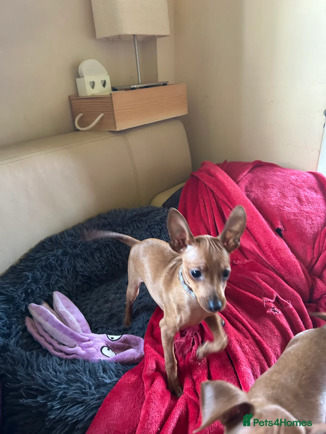 Miniature Pinscher dogs for sale: Stunning KC Miniature Pinscher puppies - Advert 3