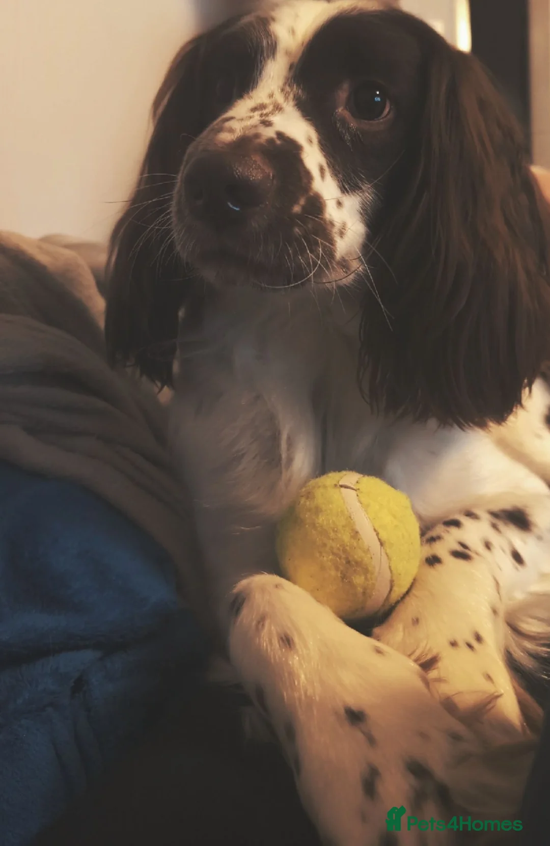 English Springer Spaniel dogs for sale: 7 Y/O Springer Spaniel - Advert 1