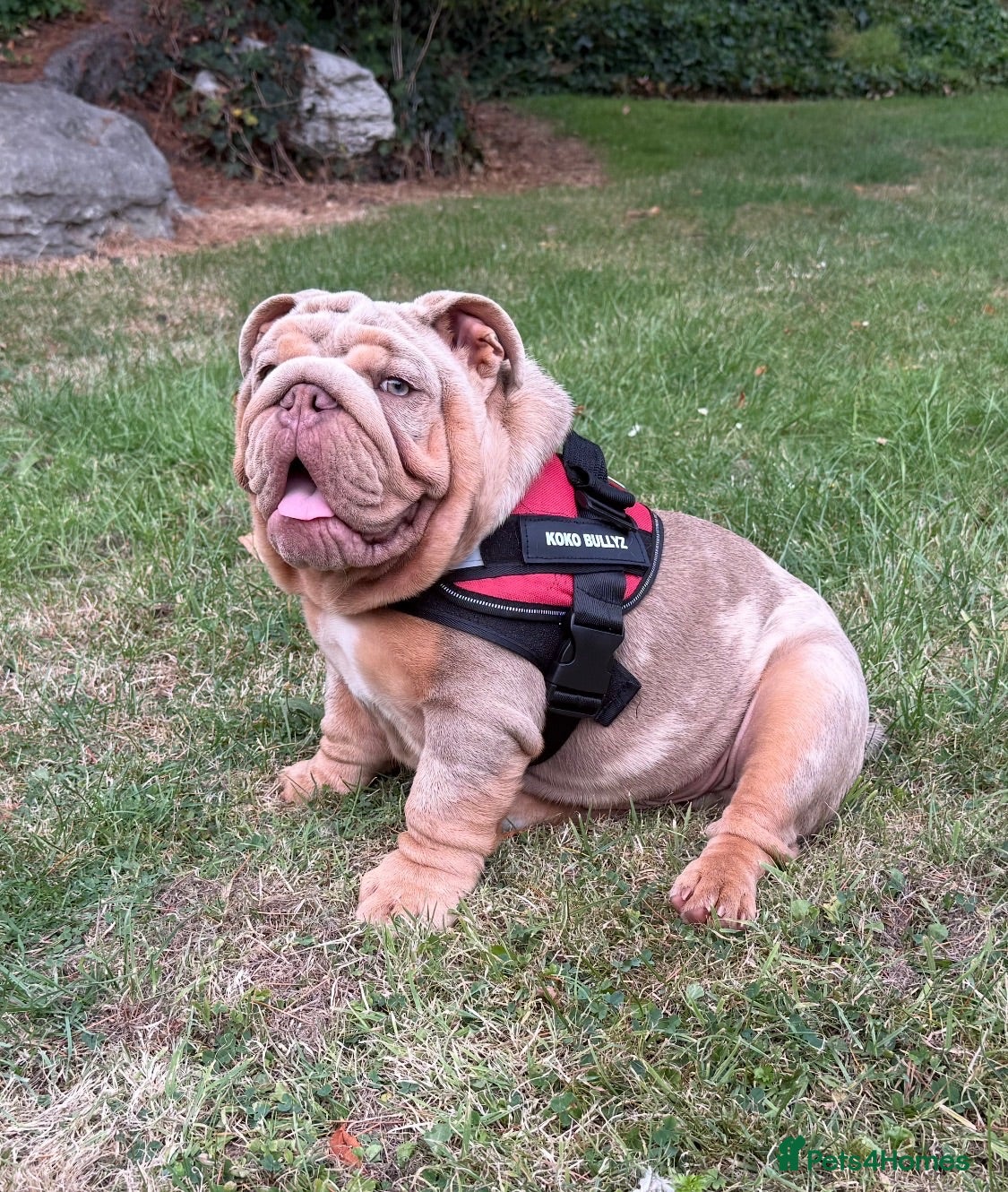 English Bulldog dogs Mr Muscles litter English Bulldogs - Advert 2