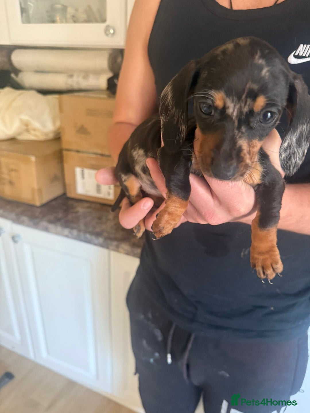 Dachshund dogs for sale: Dachshund puppies - Image 1