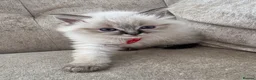Ragdoll cats for sale: Ragdoll kittens for sale  in Brentwood - Advert 9