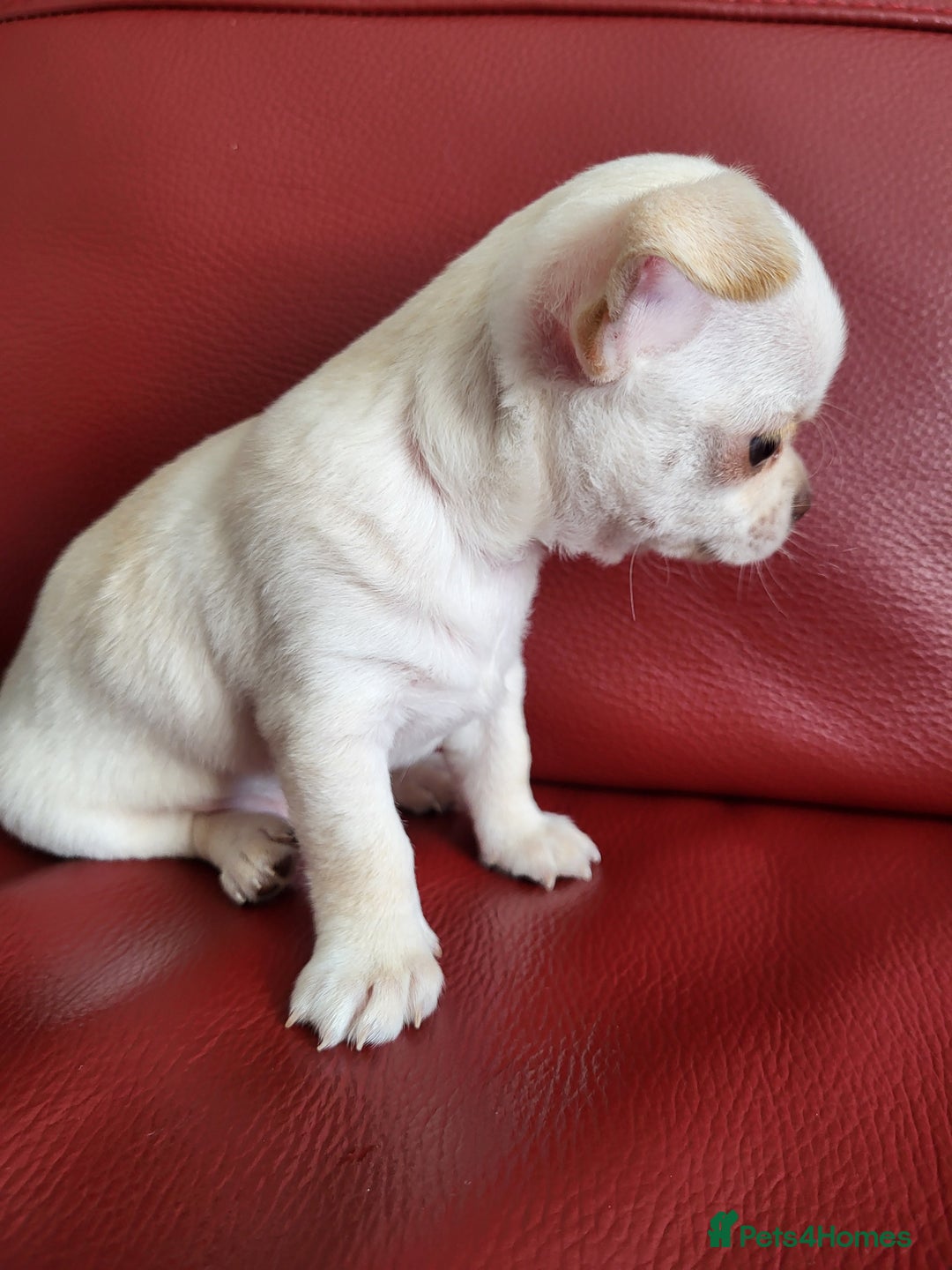 Chihuahua dogs for sale: Male chihuahua  - Image 3