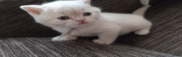 British Shorthair cats for sale: GCCF registered cream and lilac BSH - Advert 26
