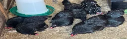Chickens poultry for sale: Lovely black Pekin hens for sale  - Advert 4