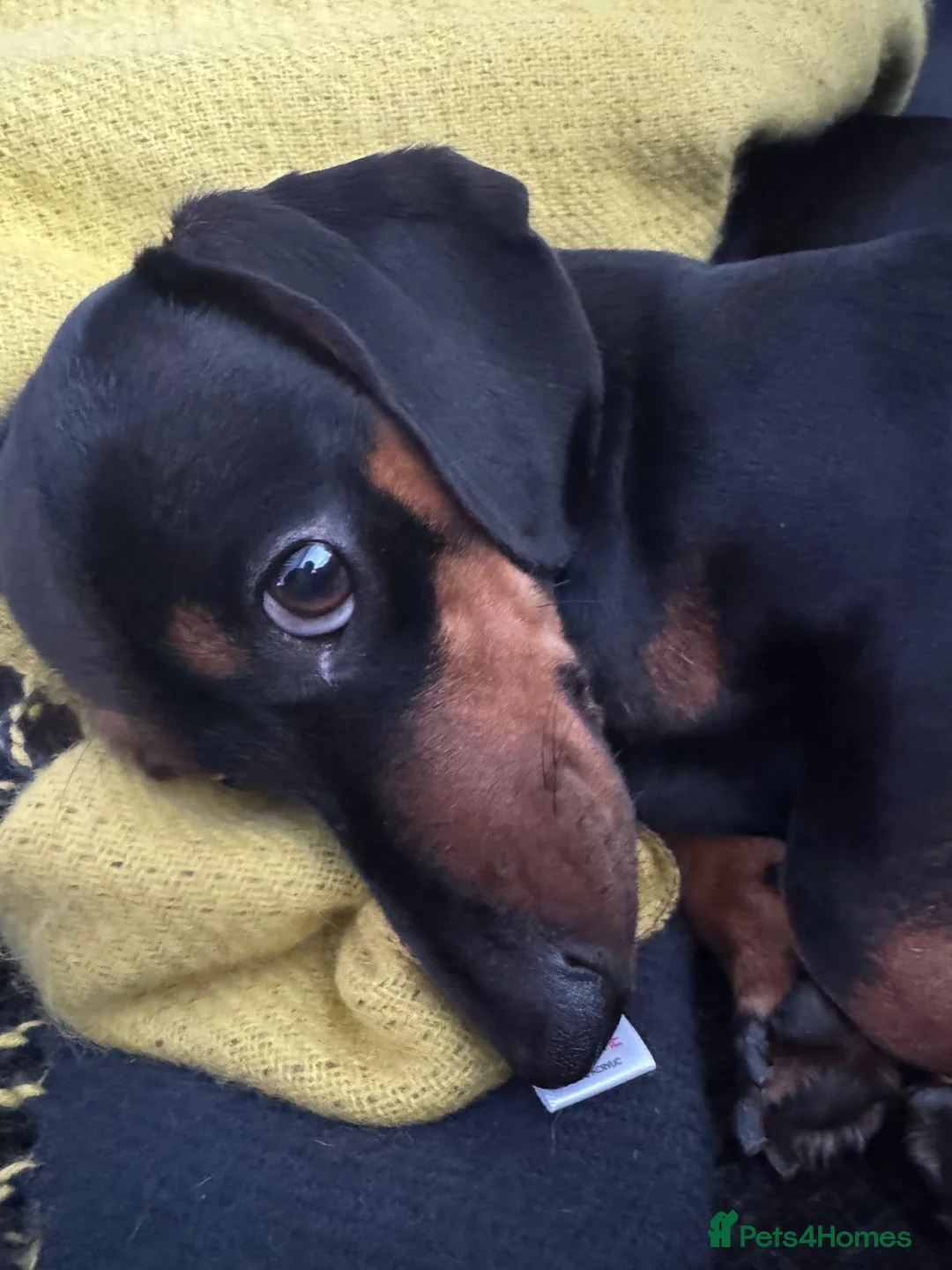 Miniature Dachshund dogs for sale: KC Registered Miniature Dachshund Puppies - Advert 2