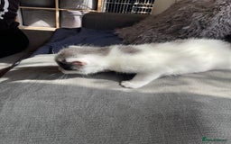Mixed Breed cats for sale: We are all looking for homes soon - Image 8