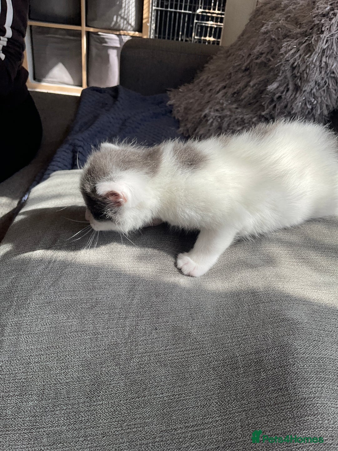 Mixed Breed cats for sale: We are all looking for homes soon - Image 8