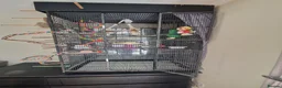 Cockatiels birds for sale: Male cockatiel for sale - Advert 7