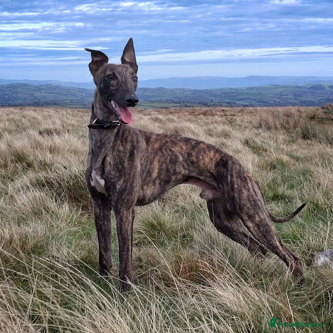 Mixed Breed dogs for sale: Lurcher puppies  - Image 13