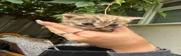Mixed Breed cats for sale: Kittens for sale  in Hull - Advert 4